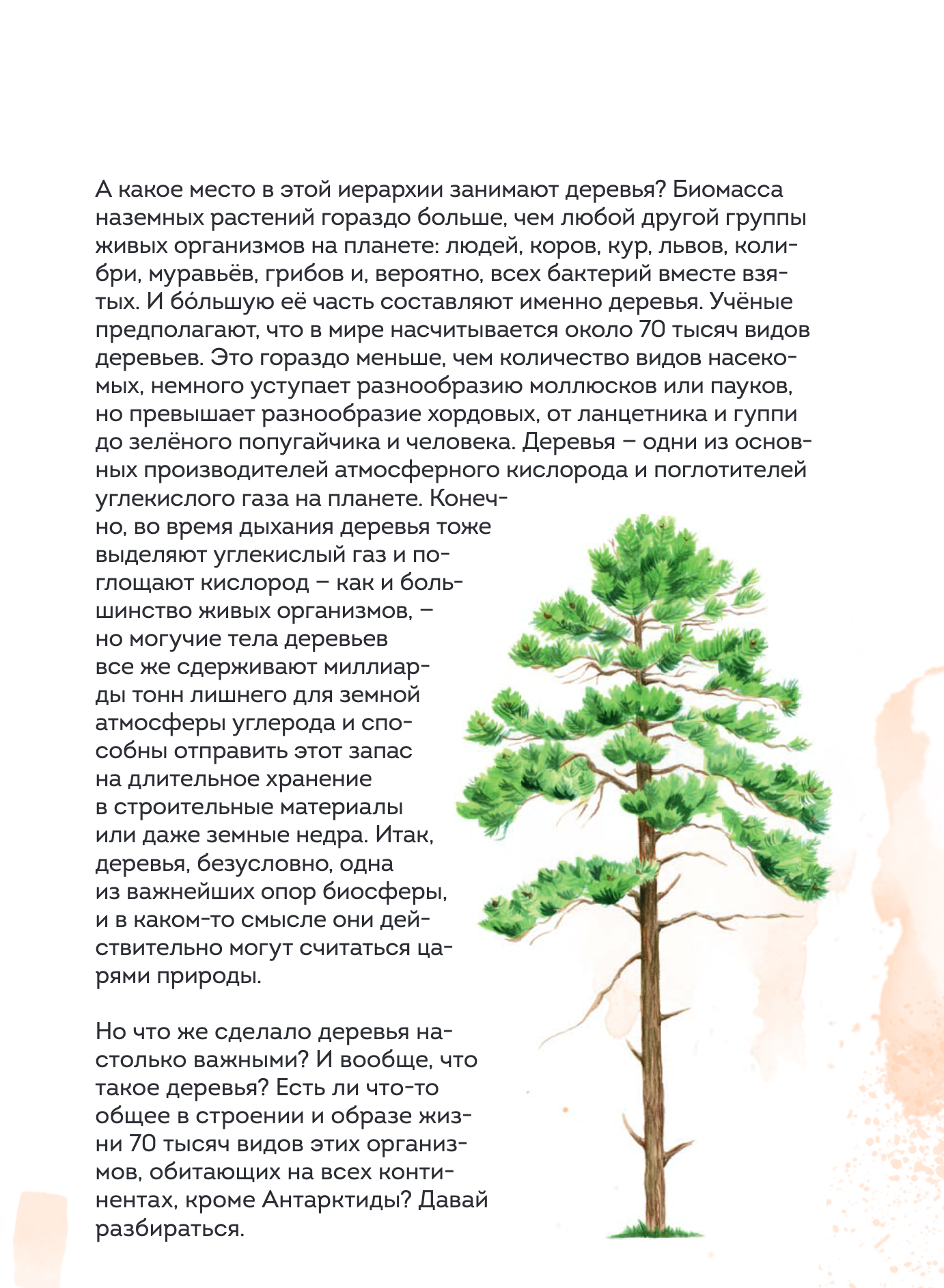 Деревья. Атлас-определитель