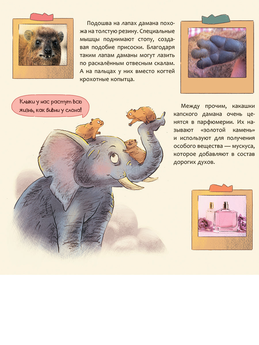 Израиль. Страна анемонов