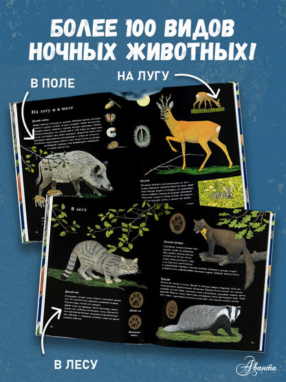 Ночные животные