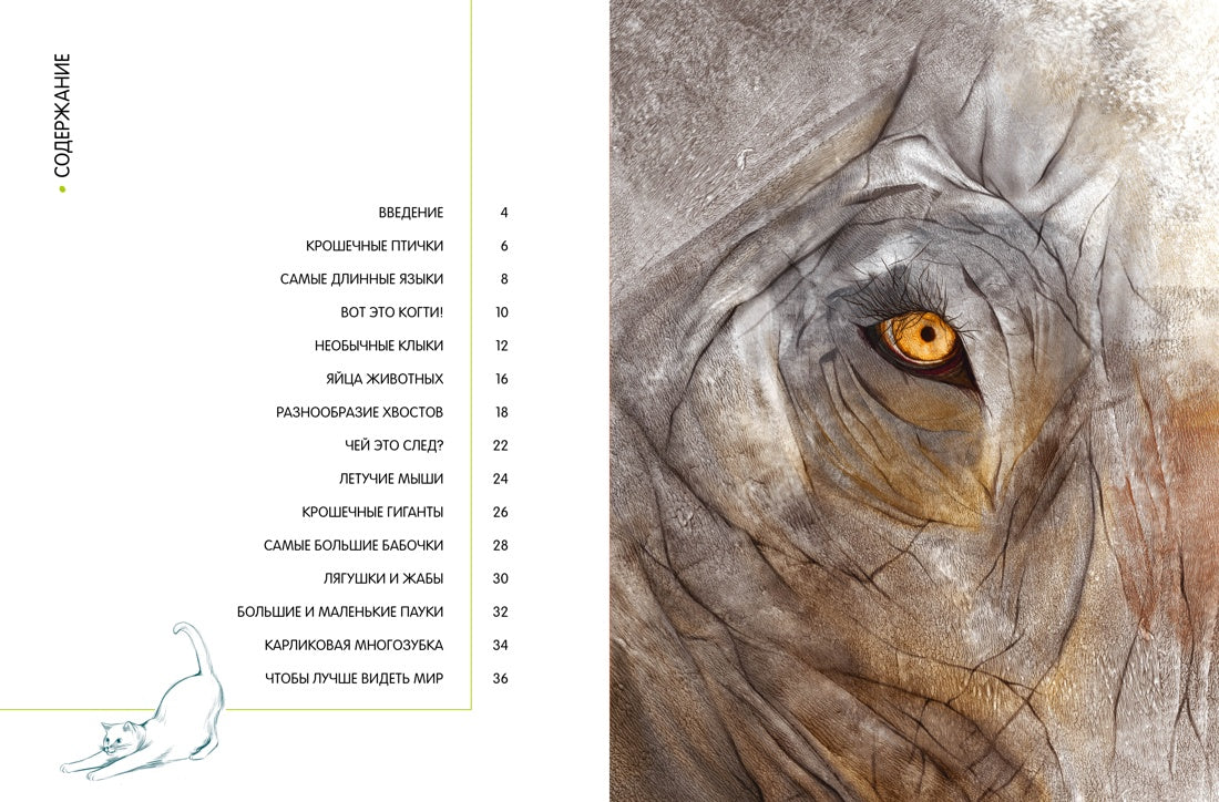 Самые удивительные животные в натуральную величину