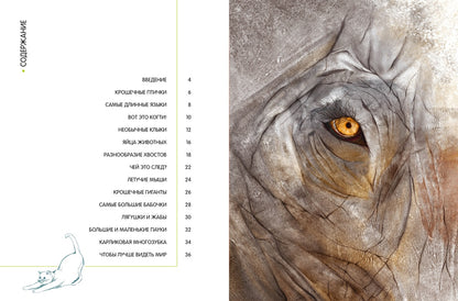 Самые удивительные животные в натуральную величину