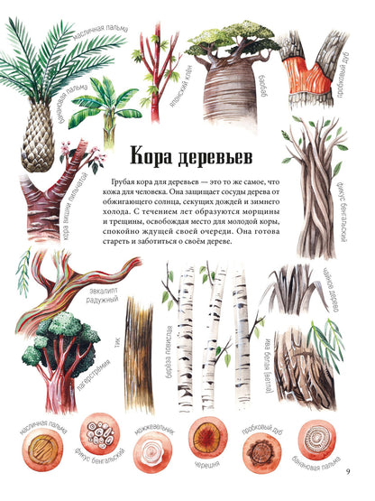 Формы и узоры природы