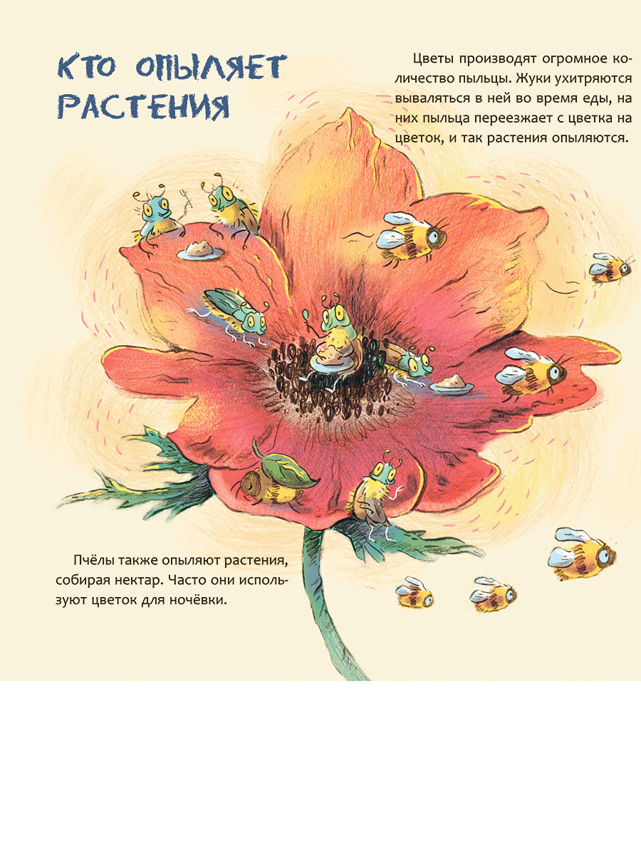 Израиль. Страна анемонов